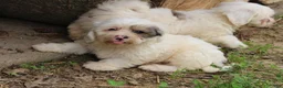 Teddy Bear dogs for sale: Hickory - Ad 4