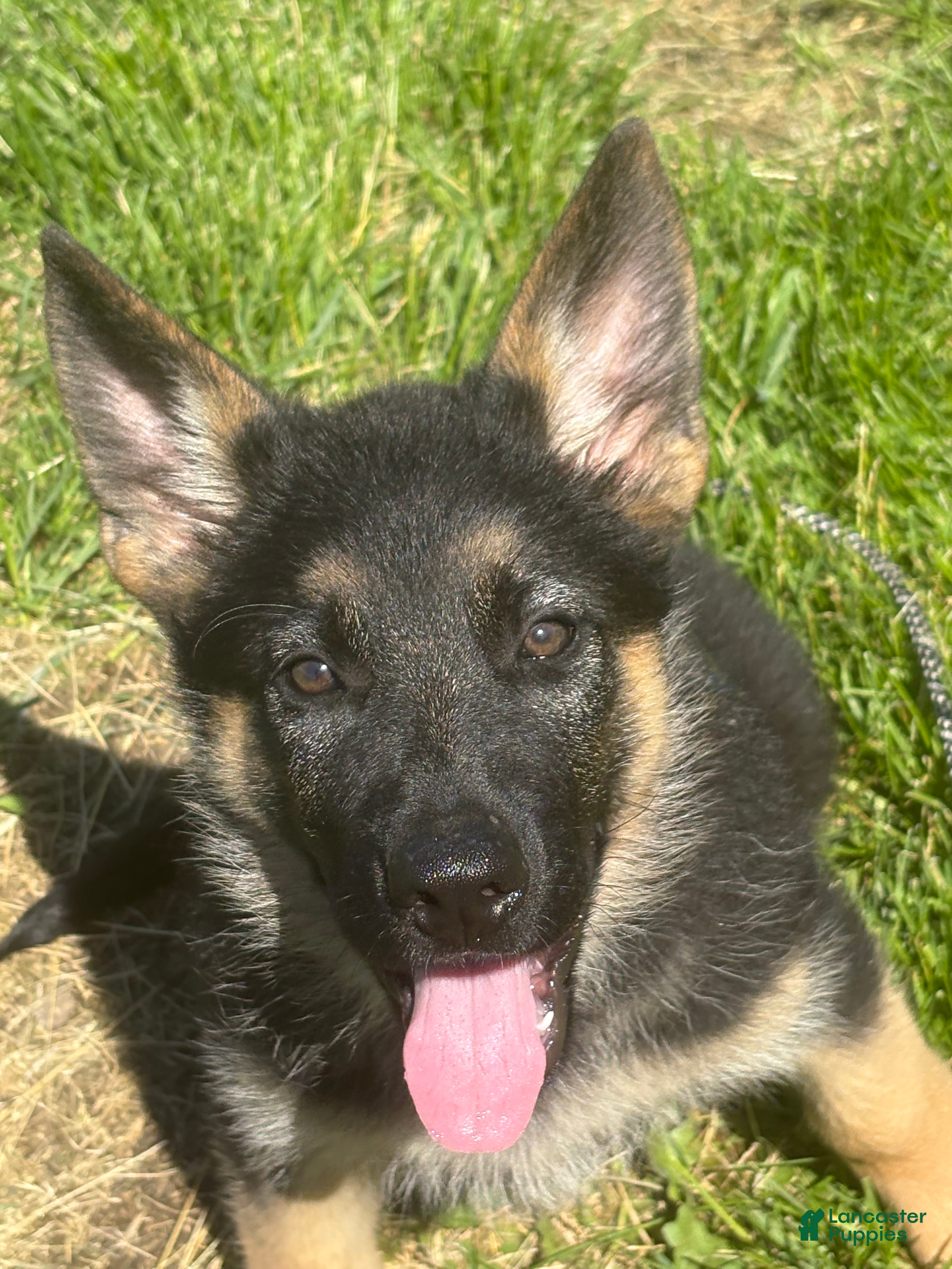 German Shepherd dogs Lime Collar Female - Ad 1
