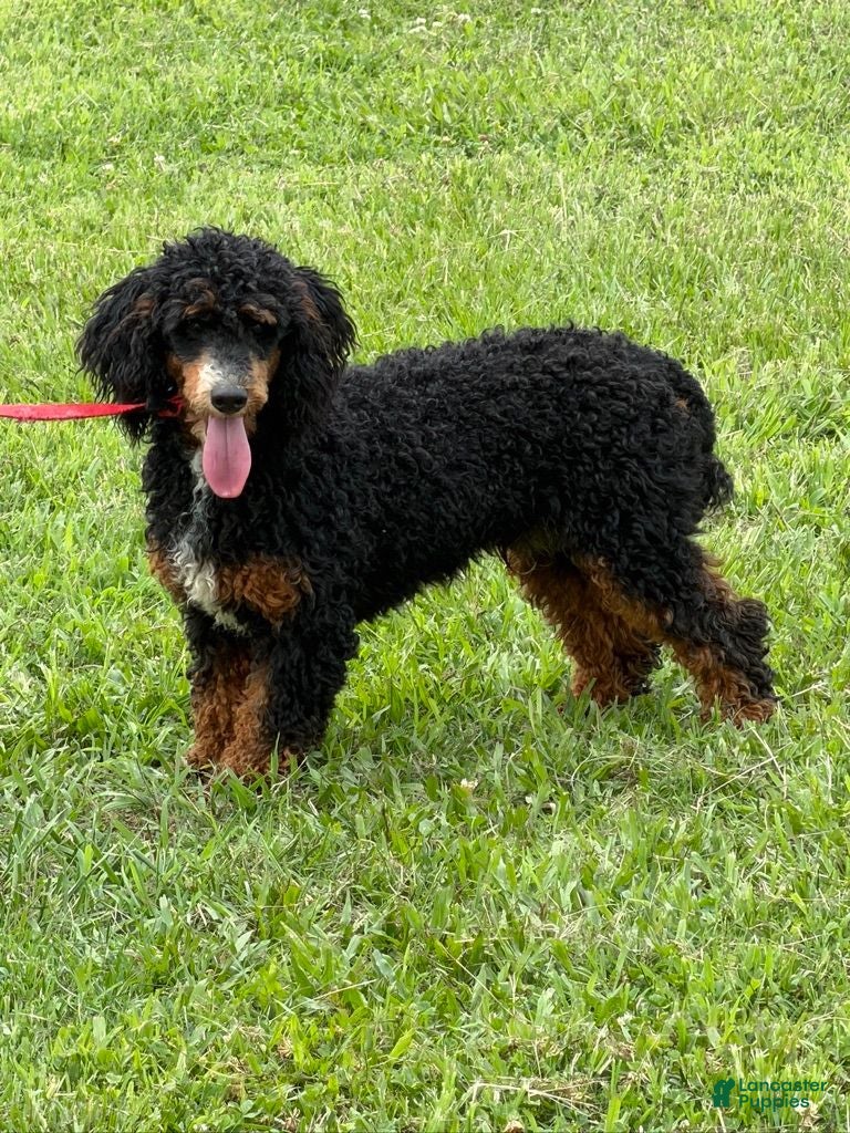 Miniature Poodle dogs Tator - Ad 14