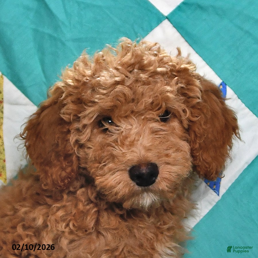Goldendoodle dogs Mindy - Ad 2