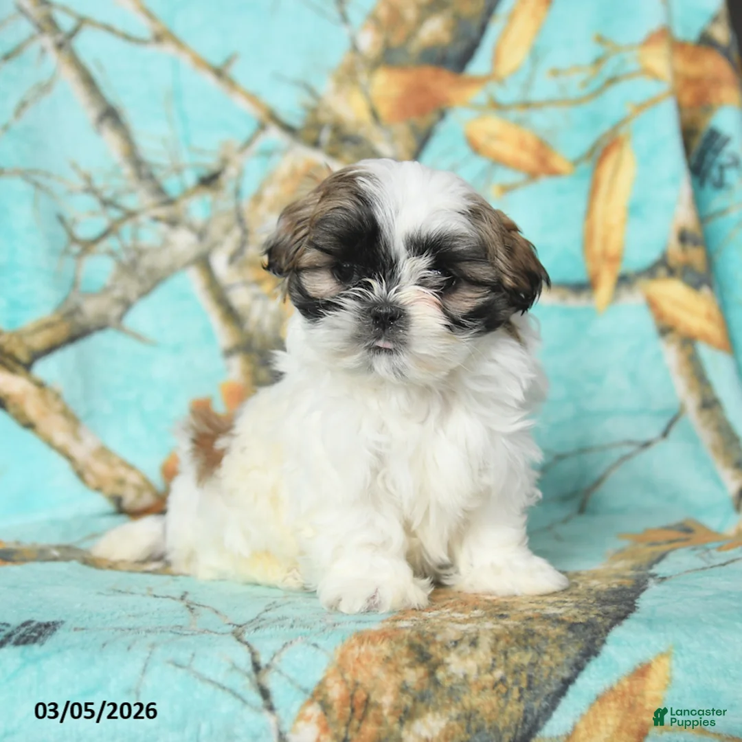 Shih Tzu dogs for sale: Muffy - Ad 2