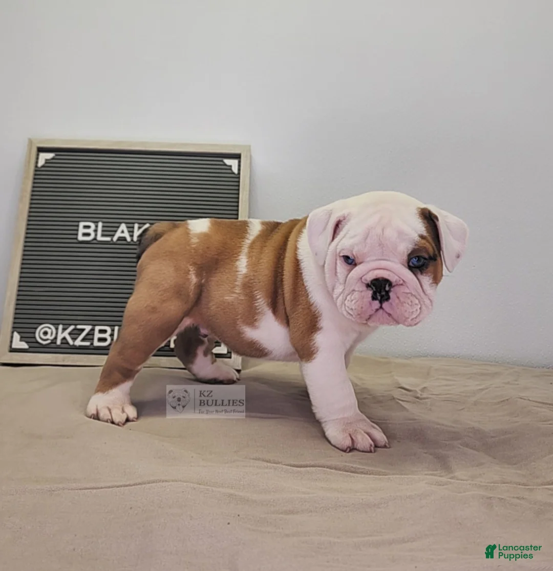 English Bulldog dogs for sale: Blake - Ad 3