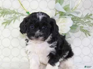 Shihpoo dogs for sale: Ace - Ad 4