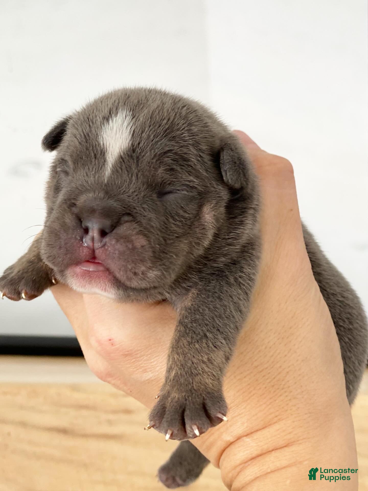 English Bulldog dogs Elliot - Ad 39