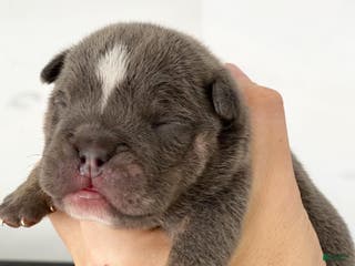 English Bulldog dogs Elliot - Ad 39