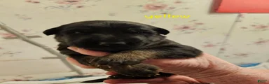 Yellow Collar Male