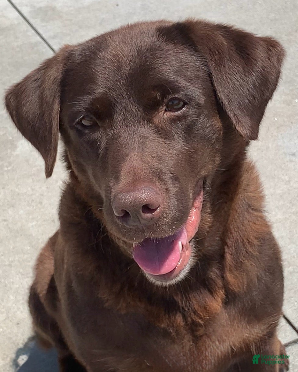 Labrador Retriever dogs Chocolate male - Ad 2