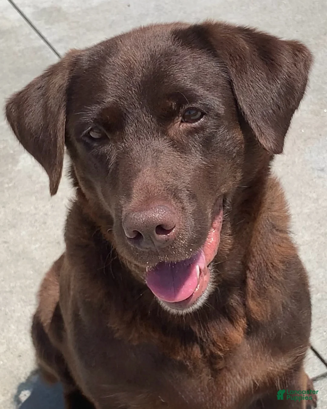 Labrador Retriever dogs for sale: Yellow female - Ad 5