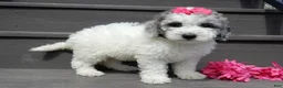 Sheepadoodle dogs for sale: Emmy-MEDIUM - Ad 3