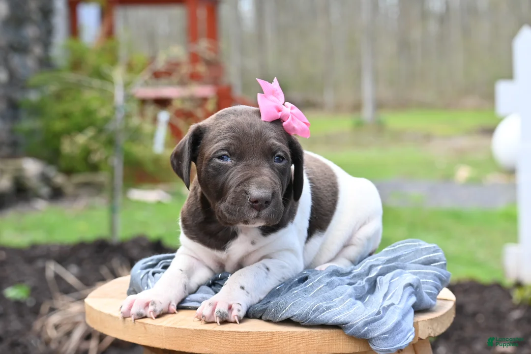 German Shorthaired Pointer dogs for sale: Brinley - Ad 2