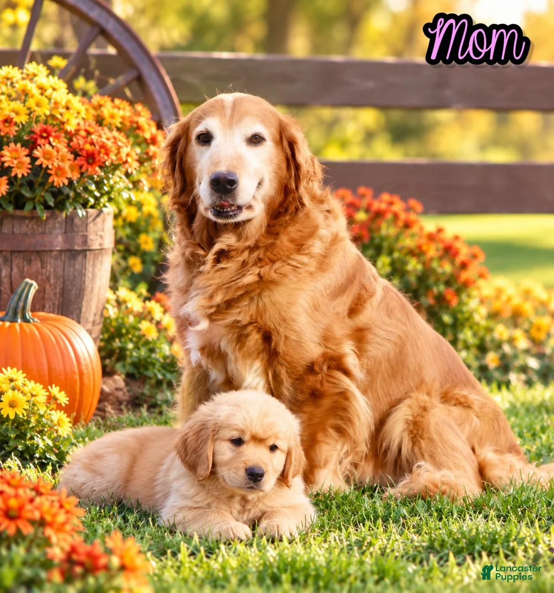 Golden Retriever dogs for sale: Brock Male AKC Golden Retriever - Ad 12