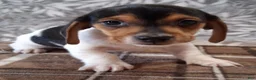 Miniature Dachshund dogs for sale: Riley - Ad 4