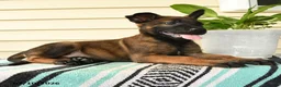Belgian Malinois dogs for sale: Makena - Ad 4