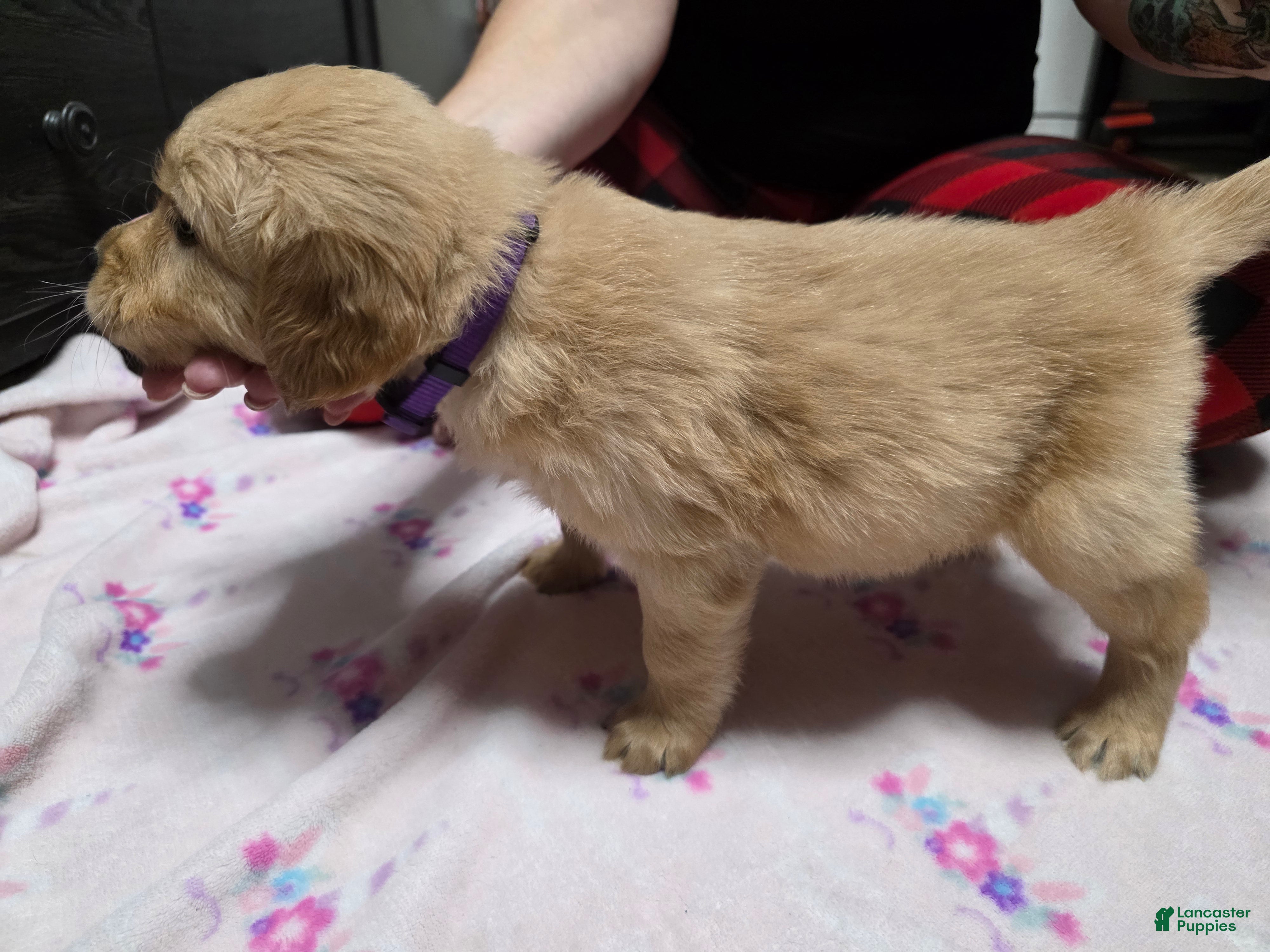 Golden Retriever dogs Purple collar - Ad 22
