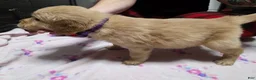Golden Retriever dogs for sale: Purple collar - Ad 1