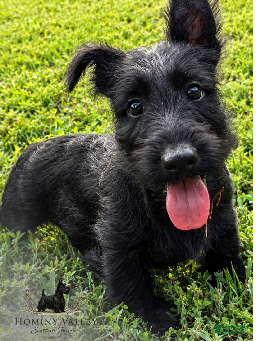 Scottish Terrier dogs Laird-AKC-HealthTestedParents - Ad 2
