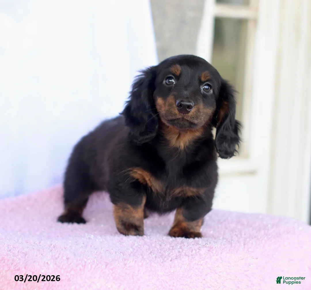 Miniature Dachshund dogs for sale: Andrew - Ad 1