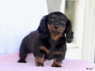 Miniature Dachshund dogs for sale: Andrew - Ad 2