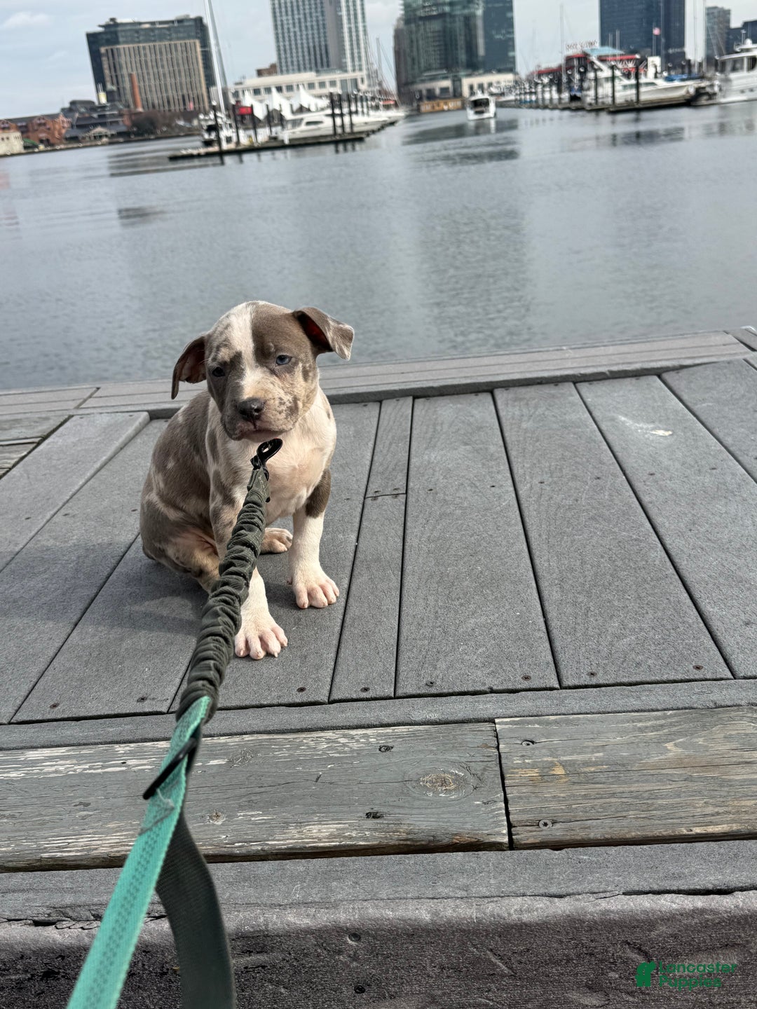 American Bully dogs for sale: Greyjoy  - Ad 14