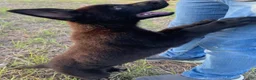 German Shepherd dogs for sale: Gina - Ad 2