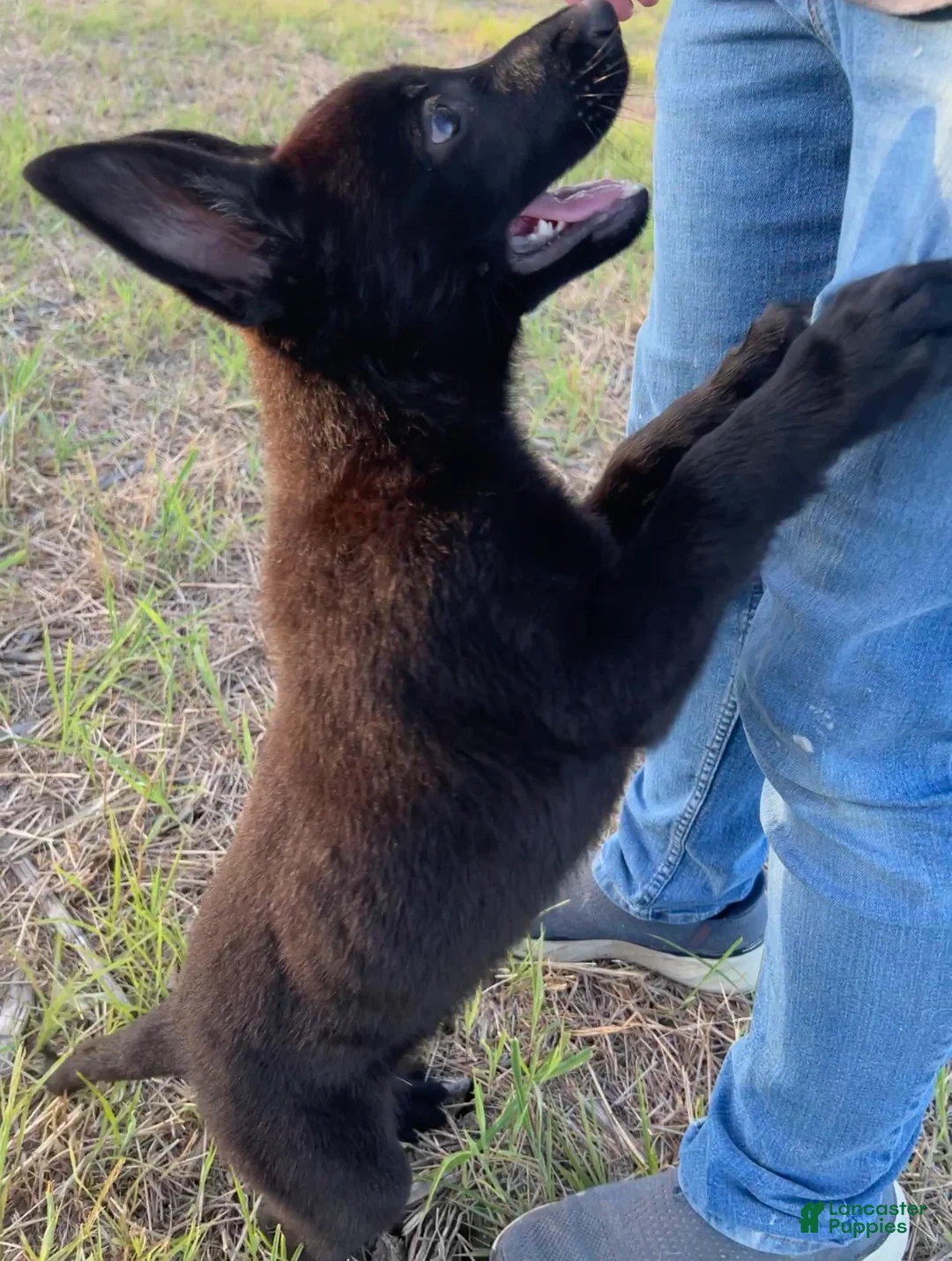 German Shepherd dogs for sale: Gina - Ad 2