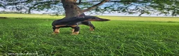 Doberman Pinscher dogs for sale: Kodiak - Ad 5