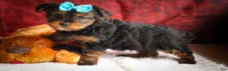 Yorkshire Terrier dogs for sale: DEXTER - Ad 16