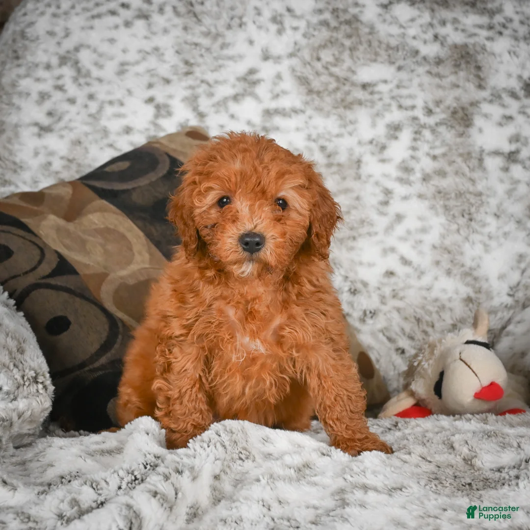 Cavapoo dogs for sale: Callie - Ad 4