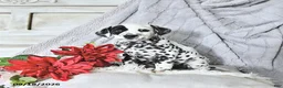 Dalmatian dogs for sale: Jewels - Ad 4