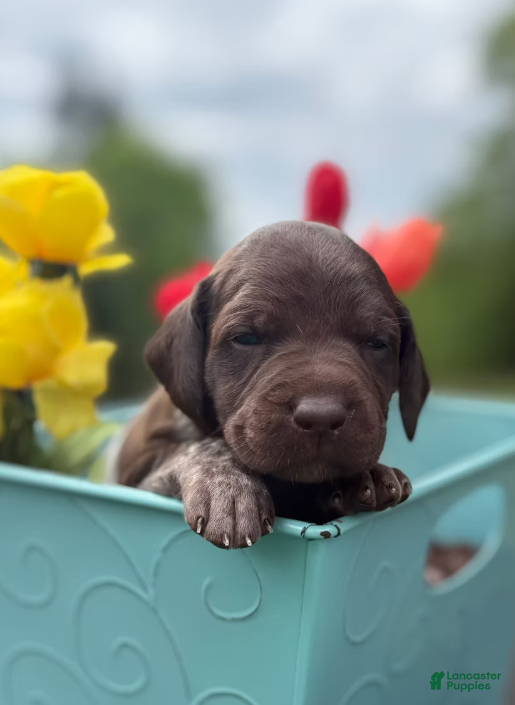 German Shorthaired Pointer dogs Benelli - Ad 2