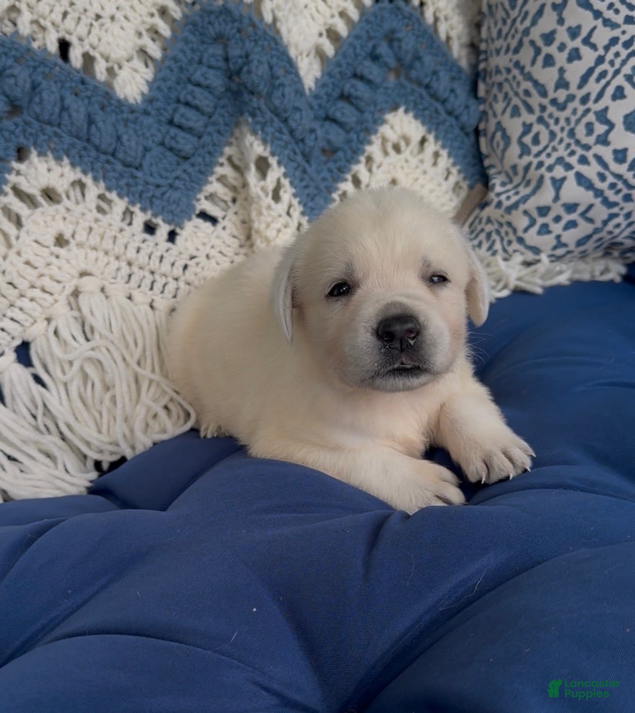 Labrador Retriever dogs Labrador Retriever 4 - Ad 2