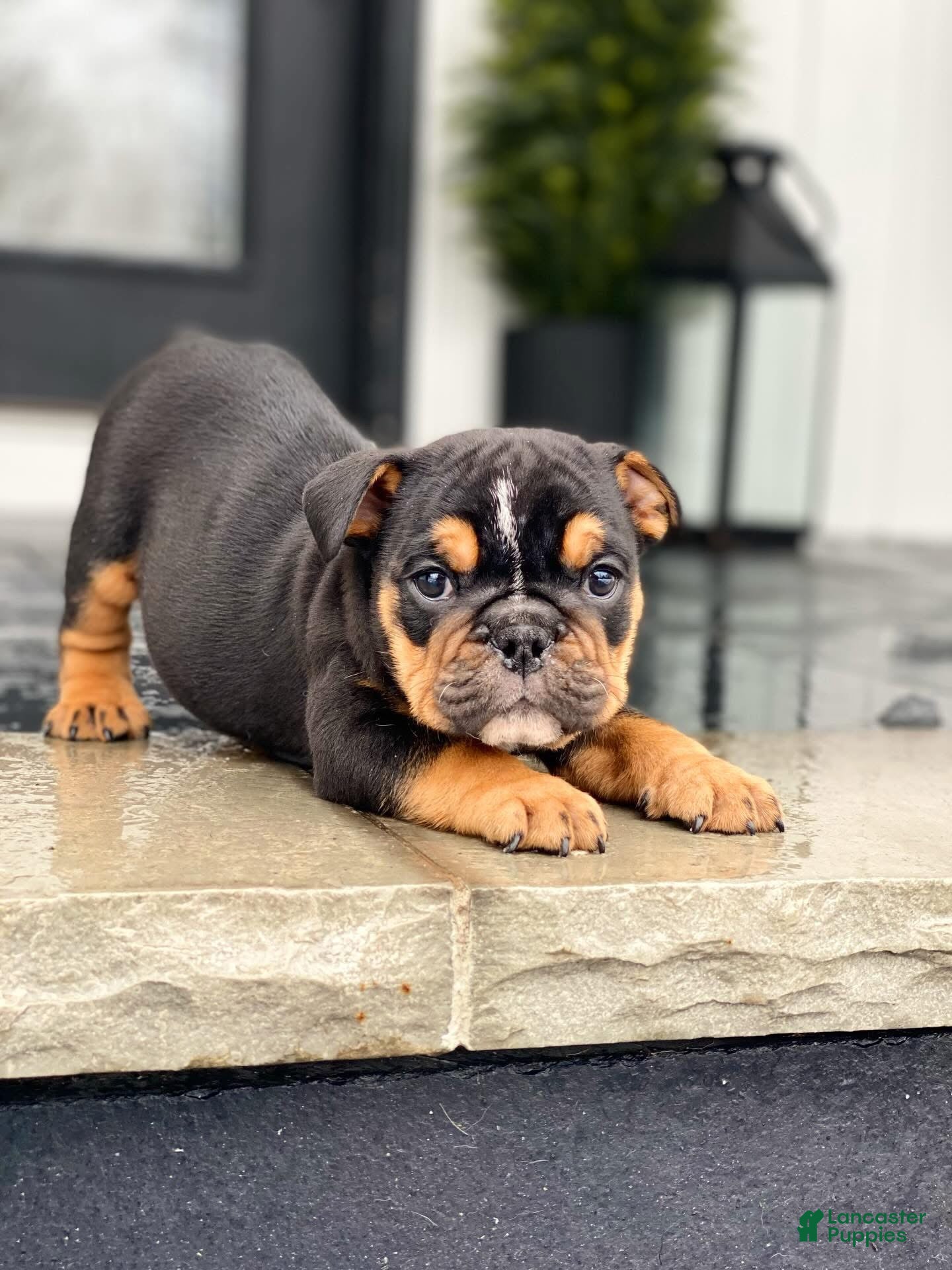 English Bulldog dogs Cuddles - Ad 20