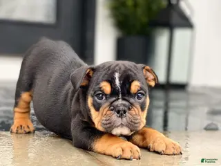 English Bulldog dogs Cuddles - Ad 20