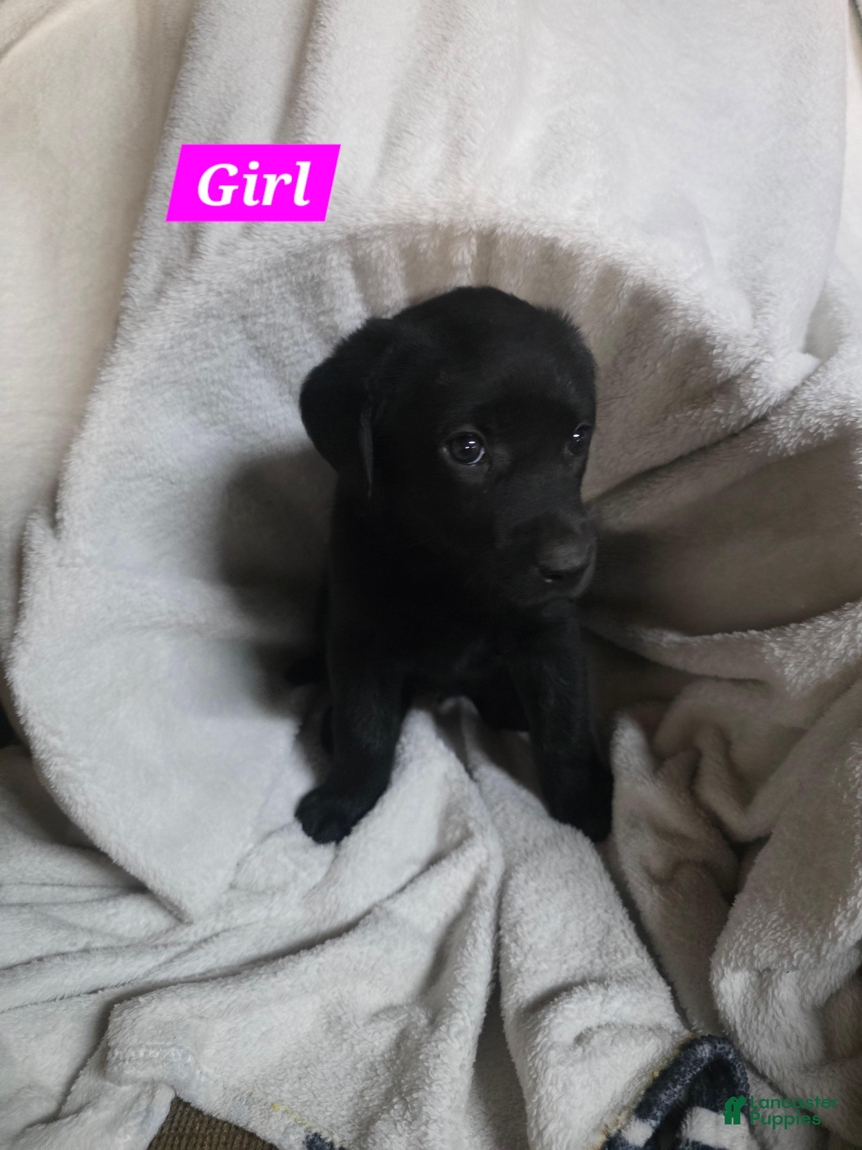 Labrador Retriever dogs Labrador Retriever Puppy 4 - Ad 34