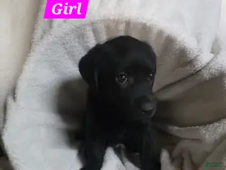 Labrador Retriever dogs Labrador Retriever Puppy 4 - Ad 34