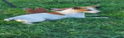 Jack Russell Terrier dogs for sale: Jack Russell Terrier 4 - Ad 9