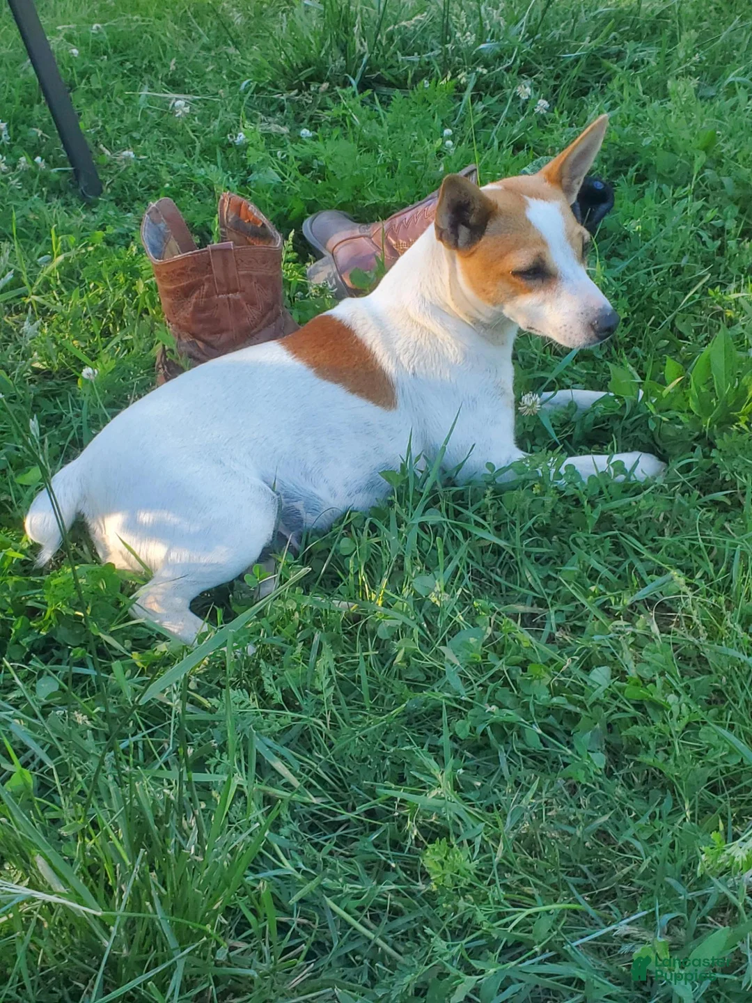 Jack Russell Terrier dogs for sale: Jack Russell Terrier 3 - Ad 2