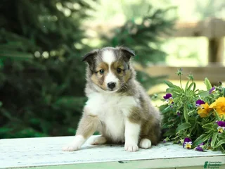Shetland Sheepdog dogs - Ad 8