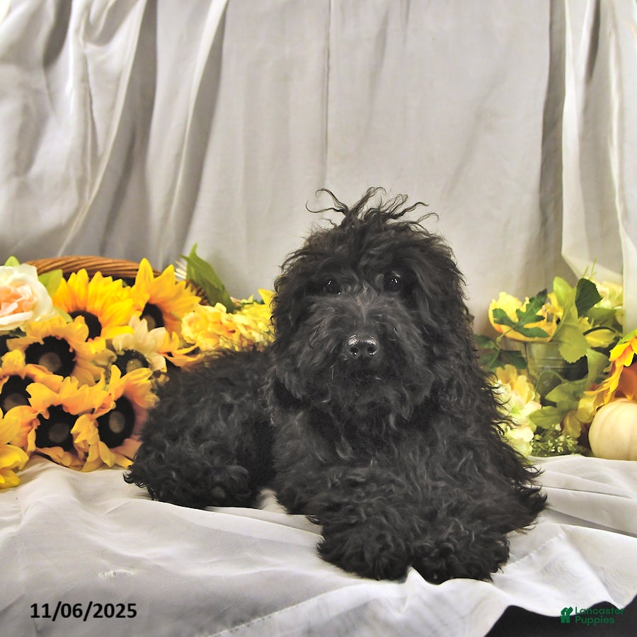 Miniature Poodle dogs Earl - Ad 32