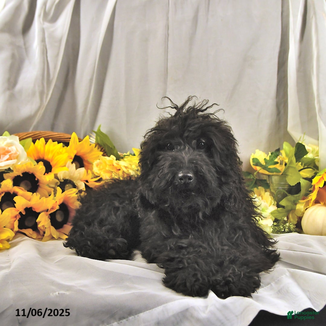 Miniature Poodle dogs for sale: Earl - Ad 1