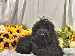 Miniature Poodle dogs Earl - Ad 31