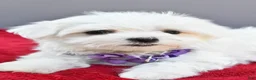 Maltese dogs for sale: Donna - Ad 3