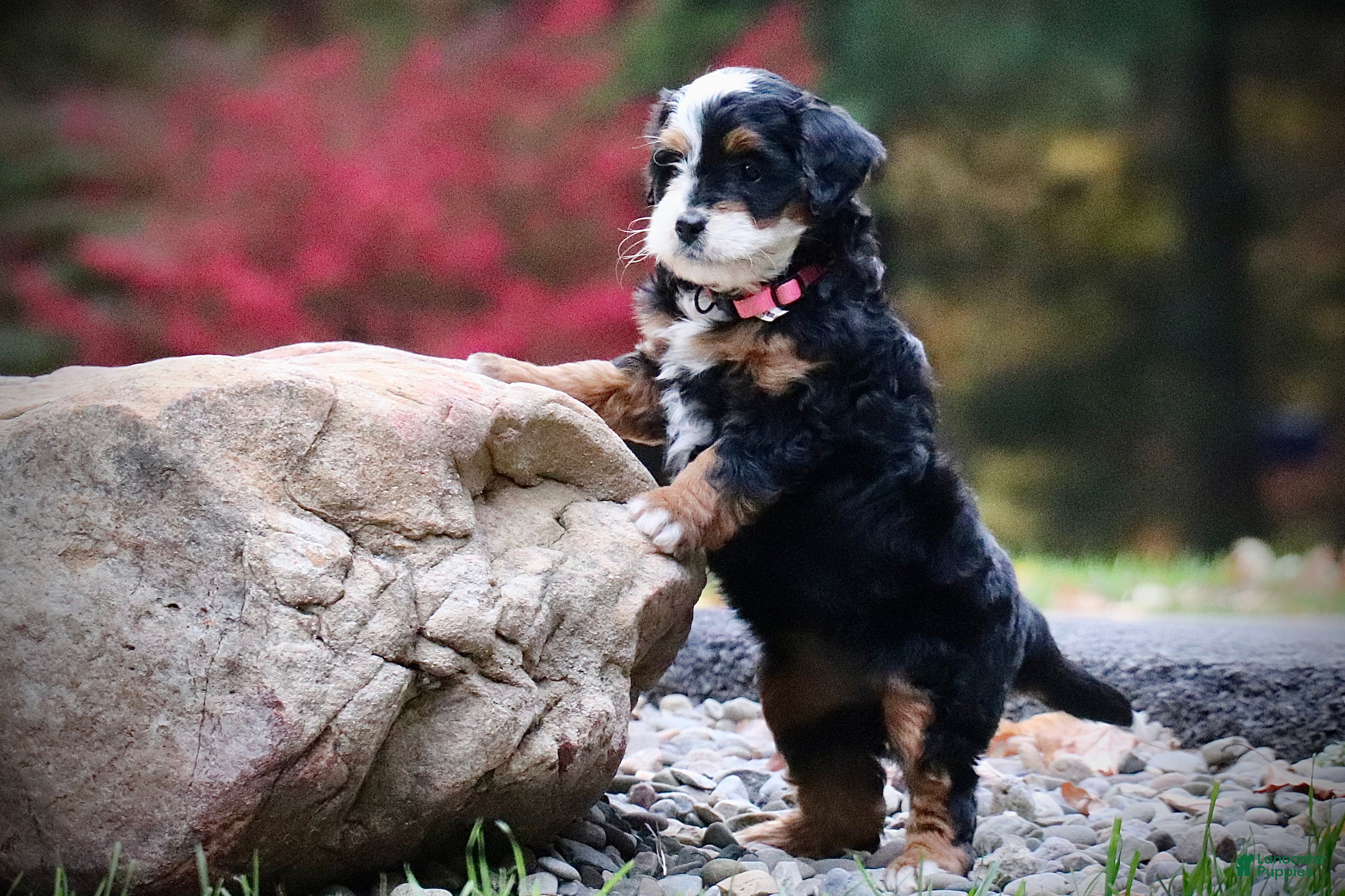 Mini Bernedoodle dogs for sale: Zoey - Ad 2
