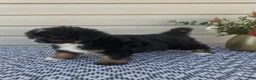 Mini Aussiedoodle dogs for sale: Remi - Ad 5