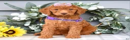 Standard Poodle dogs for sale: Rosie - Ad 8