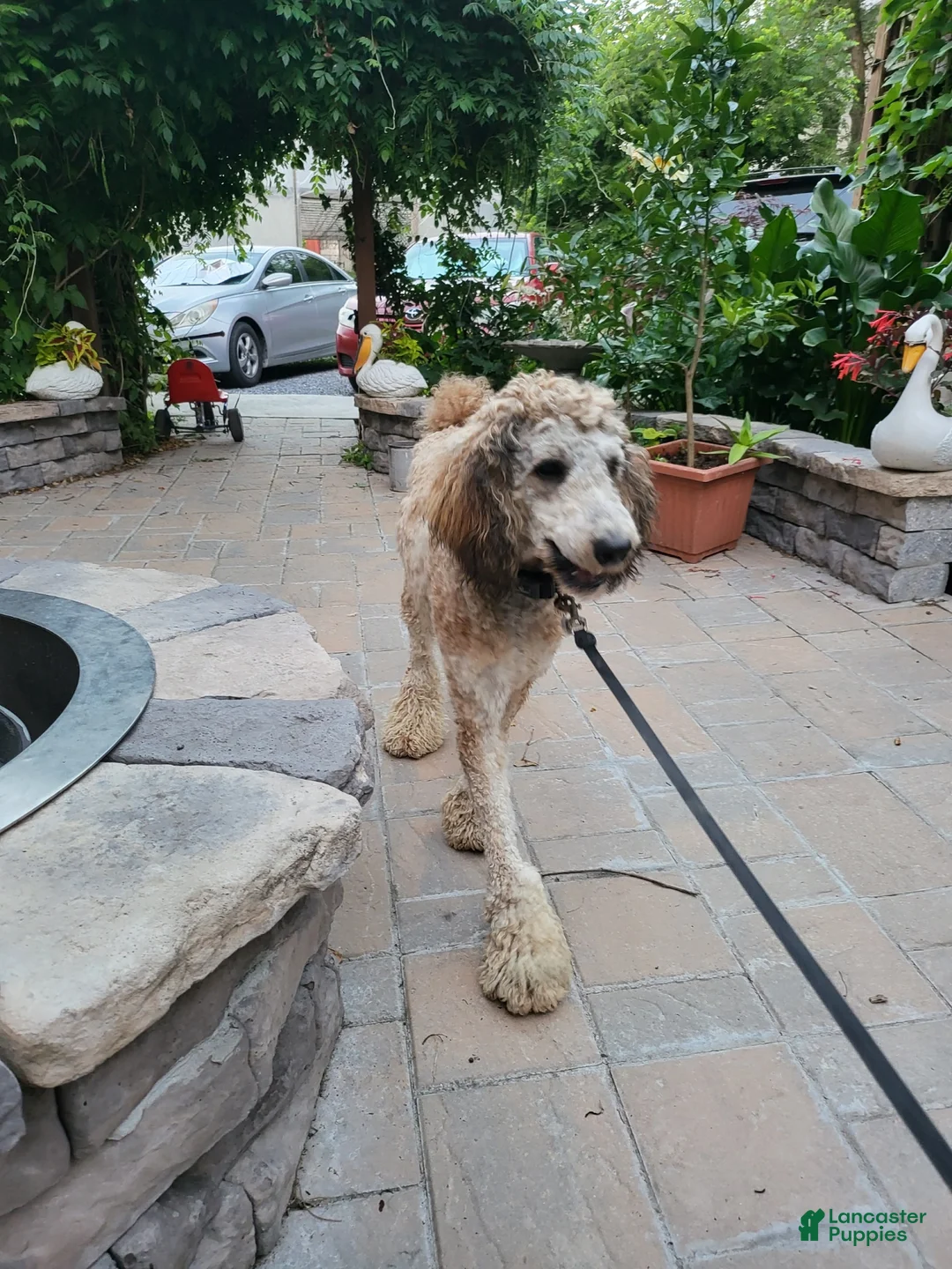 Mixed Breed dogs for sale: Oscar - Ad 6