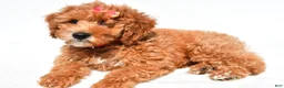 Mini Goldendoodle dogs for sale: Lolo - Ad 4