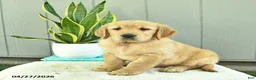 Golden Retriever dogs for sale: Mocha  - Ad 3