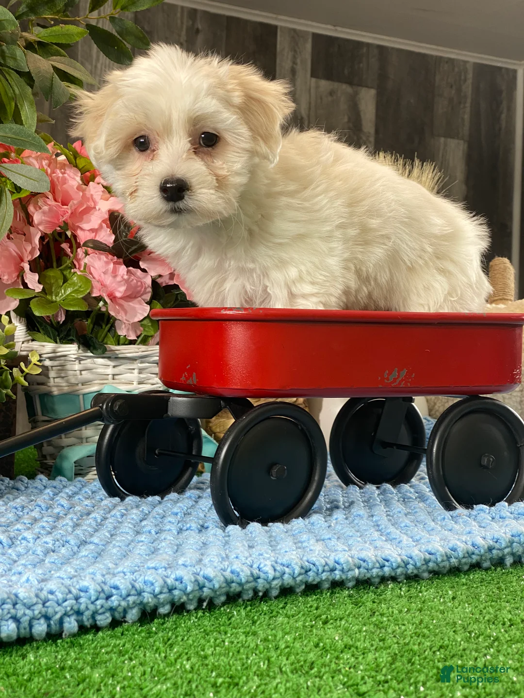 Coton De Tulear dogs for sale: Chester  - Ad 3