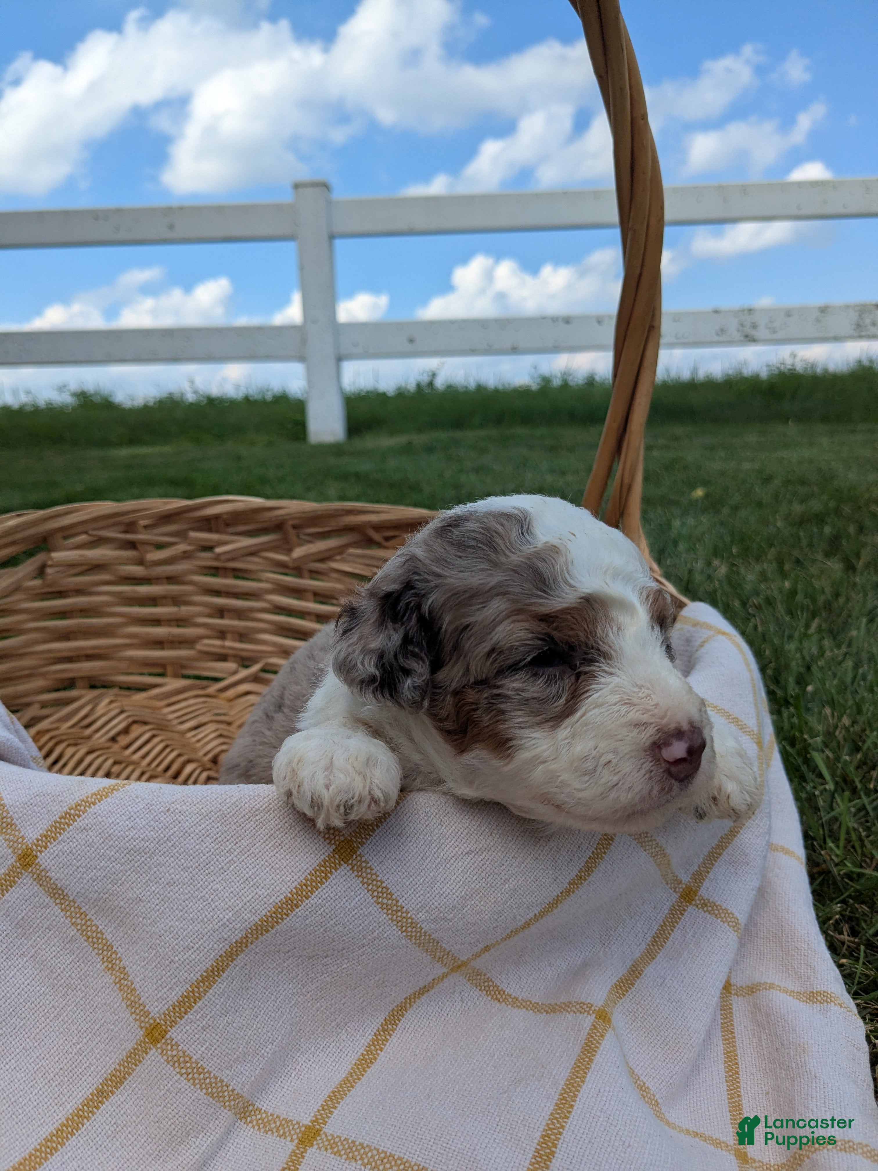 Bernedoodle dogs for sale: Amber - Ad 1